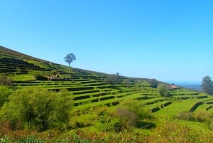 Monchique e Fóia: Tour di mezza giornata