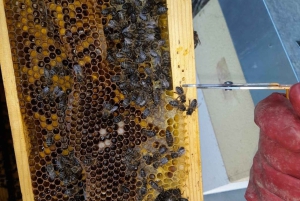 Monchique: Høydepunkter