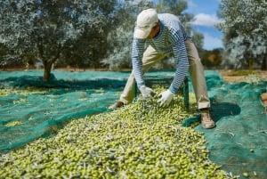 Monterosa Olive Grove: Visit to the Mill & Olive Oil Tasting