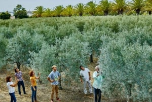 Monterosa Olive Grove: Visit to the Mill & Olive Oil Tasting