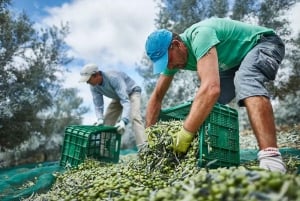 Monterosa Olive Grove: Visit to the Mill & Olive Oil Tasting