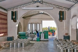 Monterosa Olive Grove: Visit to the Mill & Olive Oil Tasting