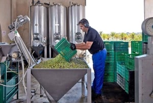 Monterosa Olive Grove: Visit to the Mill & Olive Oil Tasting