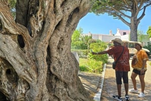 Monterosa Olive Grove: Visit to the Mill & Olive Oil Tasting