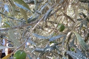 Monterosa Olive Grove: Visit to the Mill & Olive Oil Tasting