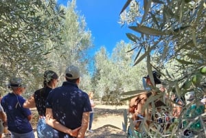 Monterosa Olive Grove: Visit to the Mill & Olive Oil Tasting