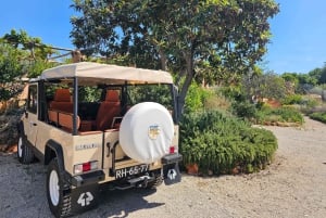 Monterosa Olive Grove: Visit to the Mill & Olive Oil Tasting