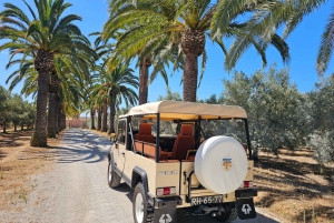 Monterosa Olive Grove: Visit to the Mill & Olive Oil Tasting