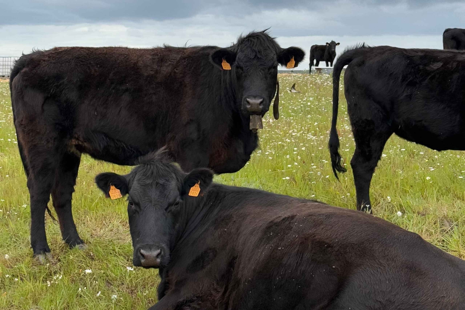 Motorcykeltur 4: Guadiana og Ribeira da Foupana
