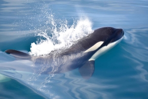 Nowe Lagos: 3-godzinna wyprawa z biologami morskimi