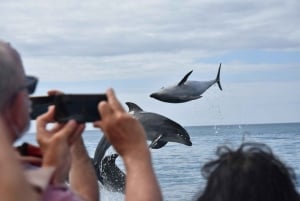 Nowe Lagos: 3-godzinna wyprawa z biologami morskimi