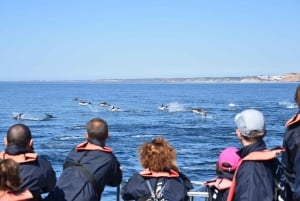 Nowe Lagos: 3-godzinna wyprawa z biologami morskimi