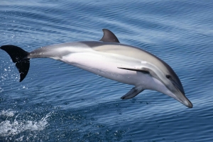 Nowe Lagos: 3-godzinna wyprawa z biologami morskimi