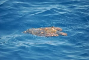 Nowe Lagos: 3-godzinna wyprawa z biologami morskimi