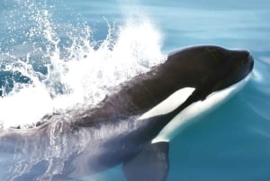 Nowe Lagos: 3-godzinna wyprawa z biologami morskimi