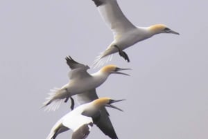 Nowe Lagos: 3-godzinna wyprawa z biologami morskimi