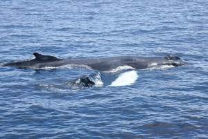 Nowe Lagos: 3-godzinna wyprawa z biologami morskimi