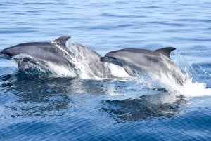 Nowe Lagos: 3-godzinna wyprawa z biologami morskimi