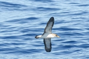 Nowe Lagos: 3-godzinna wyprawa z biologami morskimi