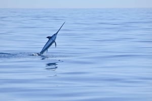 Nowe Lagos: 3-godzinna wyprawa z biologami morskimi