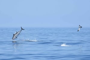 Nowe Lagos: 3-godzinna wyprawa z biologami morskimi