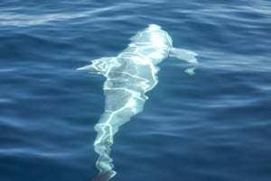 Nowe Lagos: 3-godzinna wyprawa z biologami morskimi