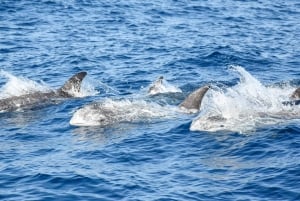 Nowe Lagos: 3-godzinna wyprawa z biologami morskimi