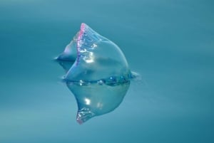 Nowe Lagos: 3-godzinna wyprawa z biologami morskimi