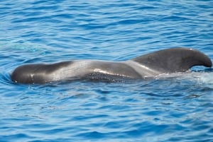 Nowe Lagos: 3-godzinna wyprawa z biologami morskimi