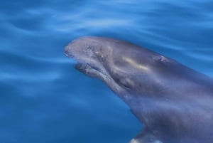 Nowe Lagos: 3-godzinna wyprawa z biologami morskimi