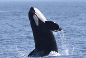 Nowe Lagos: 3-godzinna wyprawa z biologami morskimi