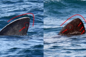 Nowe Lagos: 3-godzinna wyprawa z biologami morskimi