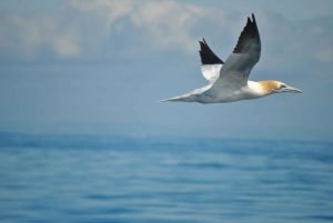 Nowe Lagos: 3-godzinna wyprawa z biologami morskimi