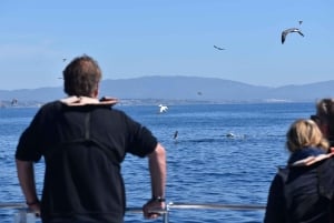 Nowe Lagos: 3-godzinna wyprawa z biologami morskimi