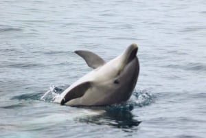 Dolphin Watching and Local Caves