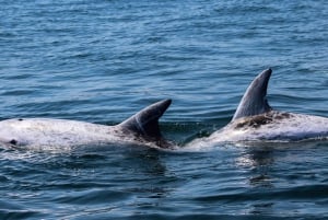 Dolphin Watching and Local Caves