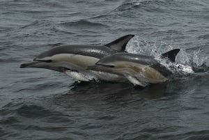 Dolphin Watching and Local Caves