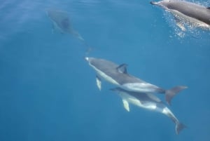 Dolphin Watching and Local Caves