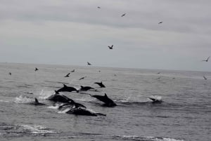 Dolphin Watching and Local Caves