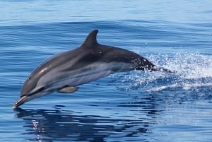 Dolphin Watching and Local Caves