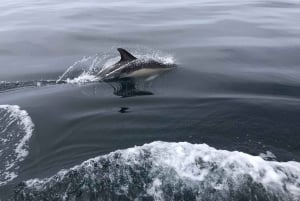 Salema: Dolphin Watching