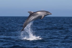 Salema: Dolphin Watching