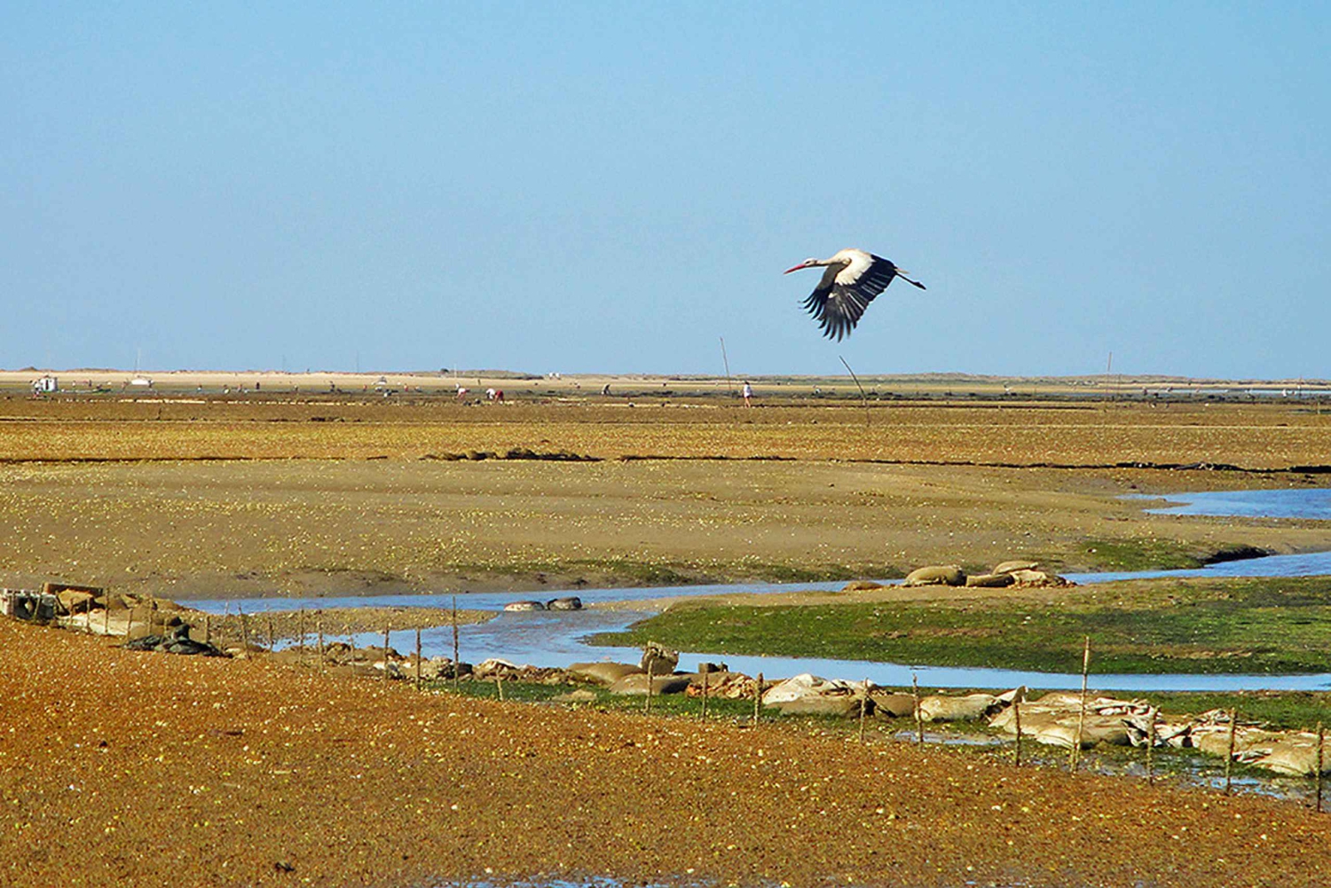 Olhão: 3-Hour Ria Formosa Boat Tour