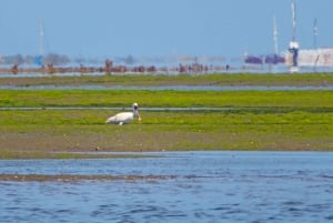 Olhão: tour en barco de 3 horas por la Ría Formosa