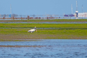 Olhão: 3-Hour Ria Formosa Boat Tour