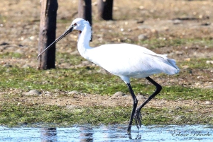 オルハン：3島ガイド付き観光ツアー（昼食付き