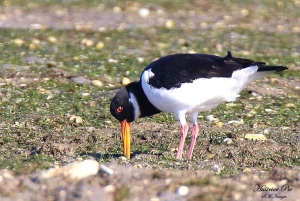 オルハン：3島ガイド付き観光ツアー（昼食付き