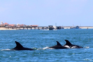 Olhão: Dolphin and Wildlife Watching Boat Tour