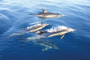 Olhão: Dolphin Observation