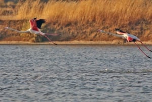 Olhão: Private Boat Tour to Ria Formosa